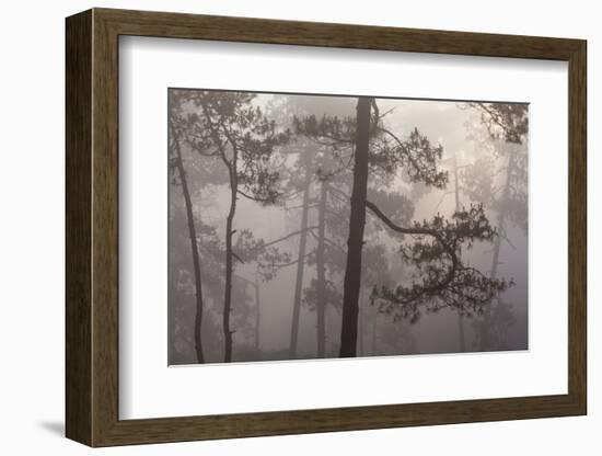 misty pine forest, mexico-claudio contreras-Framed Photographic Print