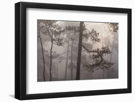 misty pine forest, mexico-claudio contreras-Framed Photographic Print