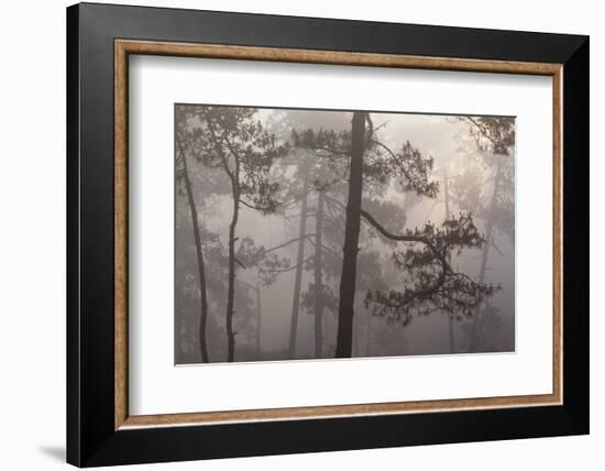 misty pine forest, mexico-claudio contreras-Framed Photographic Print