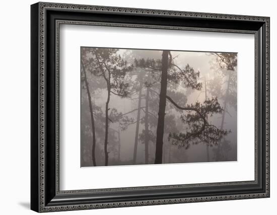 misty pine forest, mexico-claudio contreras-Framed Photographic Print