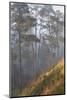 misty pine forest, mexico-claudio contreras-Mounted Photographic Print