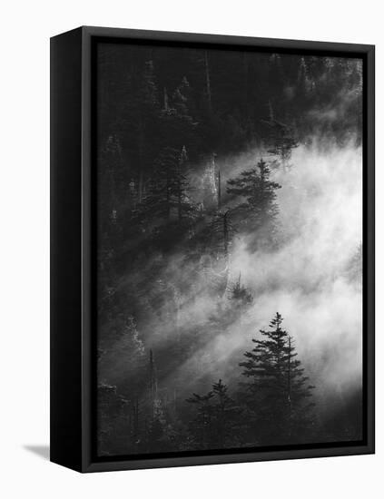 Misty Pine Woods-Design Fabrikken-Framed Premier Image Canvas