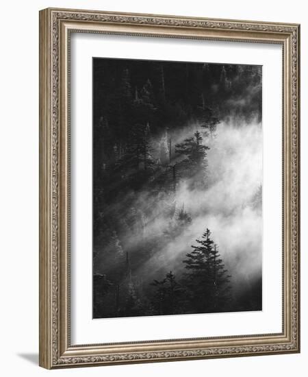 Misty Pine Woods-Design Fabrikken-Framed Photographic Print