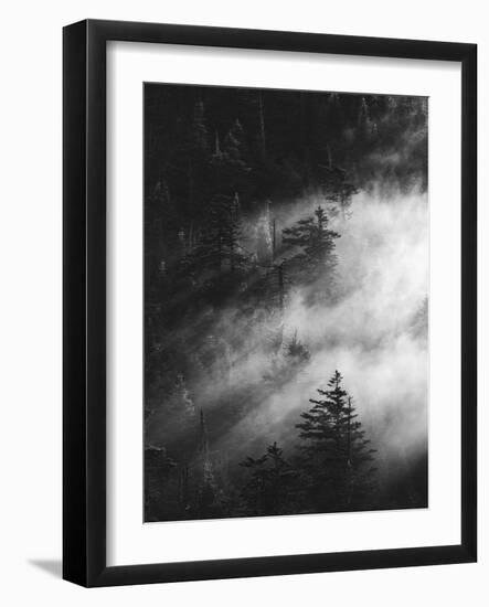 Misty Pine Woods-Design Fabrikken-Framed Photographic Print