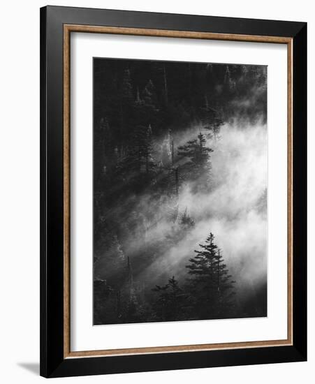 Misty Pine Woods-Design Fabrikken-Framed Photographic Print