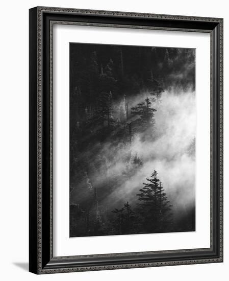 Misty Pine Woods-Design Fabrikken-Framed Photographic Print