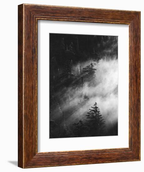 Misty Pine Woods-Design Fabrikken-Framed Photographic Print