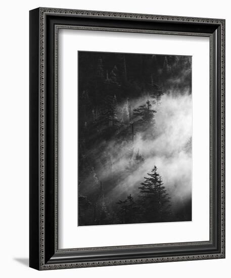 Misty Pine Woods-Design Fabrikken-Framed Photographic Print