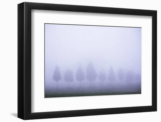Misty Poplar Tree Landscape, Hacienda Zuleta, Imbabura, Ecuador, South America-Matthew Williams-Ellis-Framed Photographic Print