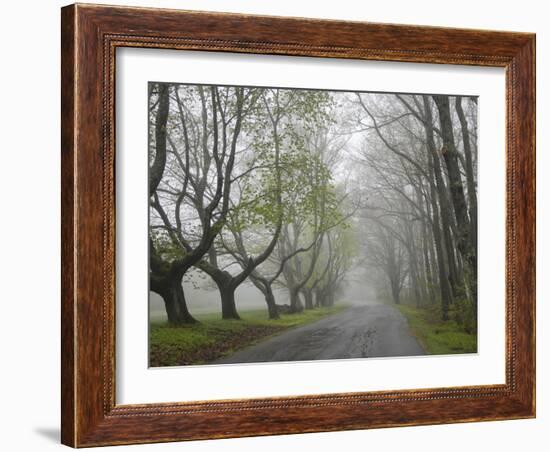 Misty Road in Early Springtime, Cape Elizabeth, Maine-Nance Trueworthy-Framed Photographic Print