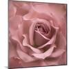 Misty Rose Pink Rose-Cora Niele-Mounted Photographic Print
