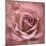 Misty Rose Pink Rose-Cora Niele-Mounted Photographic Print