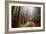 Misty Trail Through the Woods-Vincent James-Framed Photographic Print