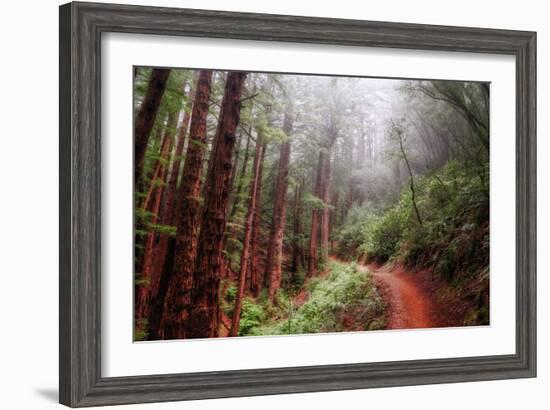 Misty Trail Through the Woods-Vincent James-Framed Photographic Print