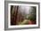 Misty Trail Through the Woods-Vincent James-Framed Photographic Print