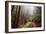 Misty Trail Through the Woods-Vincent James-Framed Photographic Print