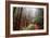 Misty Trail Through the Woods-Vincent James-Framed Photographic Print