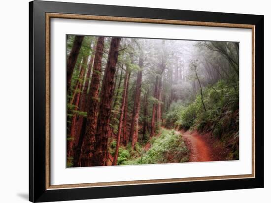 Misty Trail Through the Woods-Vincent James-Framed Photographic Print