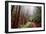 Misty Trail Through the Woods-Vincent James-Framed Photographic Print