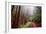 Misty Trail Through the Woods-Vincent James-Framed Photographic Print