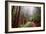 Misty Trail Through the Woods-Vincent James-Framed Photographic Print