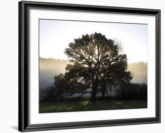 Misty Trees, Exe Valley, Devon, England, United Kingdom, Europe-Jeremy Lightfoot-Framed Photographic Print