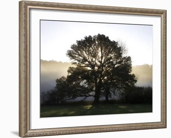 Misty Trees, Exe Valley, Devon, England, United Kingdom, Europe-Jeremy Lightfoot-Framed Photographic Print