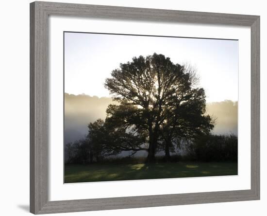 Misty Trees, Exe Valley, Devon, England, United Kingdom, Europe-Jeremy Lightfoot-Framed Photographic Print