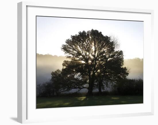 Misty Trees, Exe Valley, Devon, England, United Kingdom, Europe-Jeremy Lightfoot-Framed Photographic Print