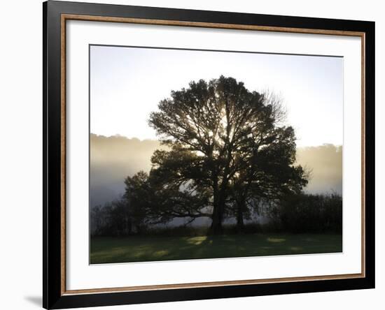 Misty Trees, Exe Valley, Devon, England, United Kingdom, Europe-Jeremy Lightfoot-Framed Photographic Print