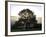 Misty Trees, Exe Valley, Devon, England, United Kingdom, Europe-Jeremy Lightfoot-Framed Photographic Print