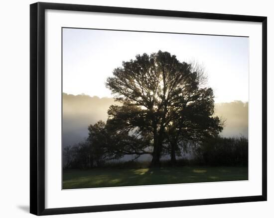 Misty Trees, Exe Valley, Devon, England, United Kingdom, Europe-Jeremy Lightfoot-Framed Photographic Print