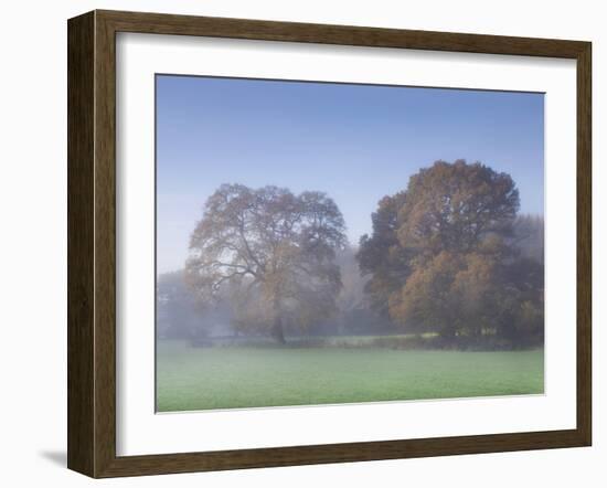 Misty Trees, Exe Valley, Devon, England, United Kingdom, Europe-Jeremy Lightfoot-Framed Photographic Print