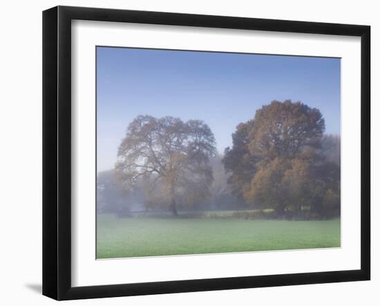 Misty Trees, Exe Valley, Devon, England, United Kingdom, Europe-Jeremy Lightfoot-Framed Photographic Print