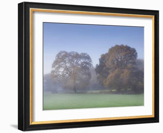 Misty Trees, Exe Valley, Devon, England, United Kingdom, Europe-Jeremy Lightfoot-Framed Photographic Print