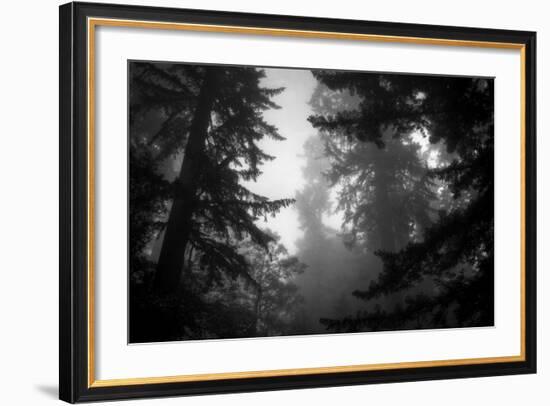 Misty Treetops, Redwood National Park-Vincent James-Framed Photographic Print