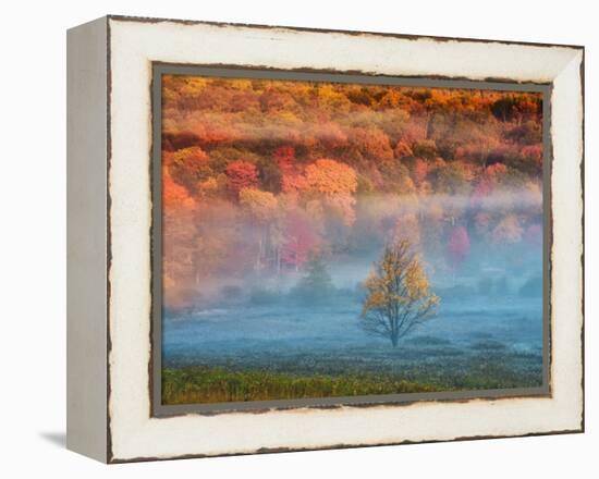 Misty Valley and Forest in Autumn, Davis, West Virginia, USA-Jay O'brien-Framed Premier Image Canvas