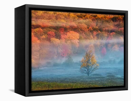 Misty Valley and Forest in Autumn, Davis, West Virginia, USA-Jay O'brien-Framed Premier Image Canvas