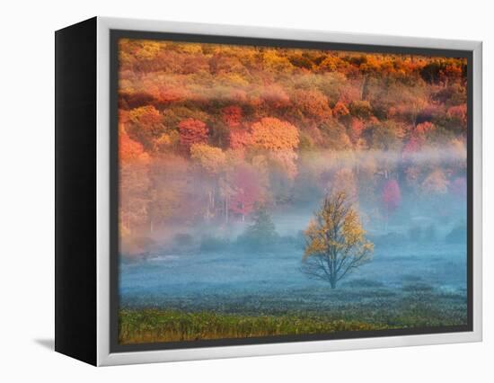 Misty Valley and Forest in Autumn, Davis, West Virginia, USA-Jay O'brien-Framed Premier Image Canvas