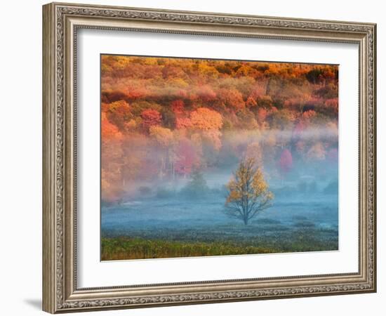 Misty Valley and Forest in Autumn, Davis, West Virginia, USA-Jay O'brien-Framed Photographic Print