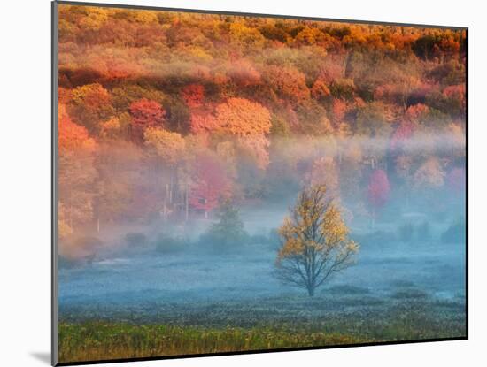 Misty Valley and Forest in Autumn, Davis, West Virginia, USA-Jay O'brien-Mounted Photographic Print