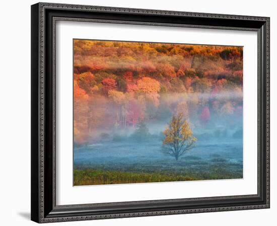 Misty Valley and Forest in Autumn, Davis, West Virginia, USA-Jay O'brien-Framed Photographic Print