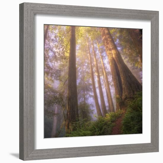 Misty Walk Into Del Norte Coast Redwoods (Square)-Vincent James-Framed Photographic Print