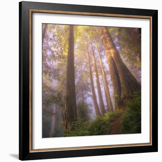 Misty Walk Into Del Norte Coast Redwoods (Square)-Vincent James-Framed Photographic Print