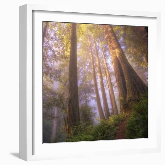 Misty Walk Into Del Norte Coast Redwoods (Square)-Vincent James-Framed Photographic Print