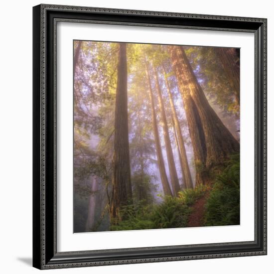 Misty Walk Into Del Norte Coast Redwoods (Square)-Vincent James-Framed Photographic Print