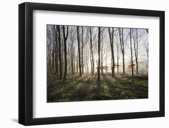 Misty Wood in Winter, Stow-On-The-Wold, Gloucestershire, Cotswolds, England, United Kingdom, Europe-Stuart Black-Framed Photographic Print