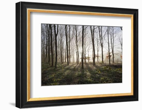 Misty Wood in Winter, Stow-On-The-Wold, Gloucestershire, Cotswolds, England, United Kingdom, Europe-Stuart Black-Framed Photographic Print