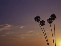 Sunset and Palm Trees, Laguna Beach, CA-Mitch Diamond-Photographic Print