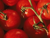 Tomatoes on Vine-Mitch Diamond-Photographic Print